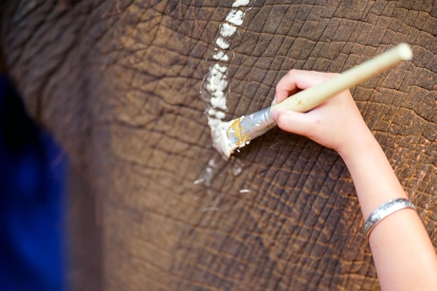 Nahaufnahme und Schnitt der Hand einer Frau, die einen Farbpinsel und Farbe an den Elefantenbeinen hält