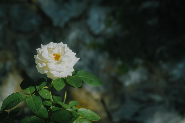 Nahaufnahme und selektive weiße blühende Rose mit dunklem Hintergrund.