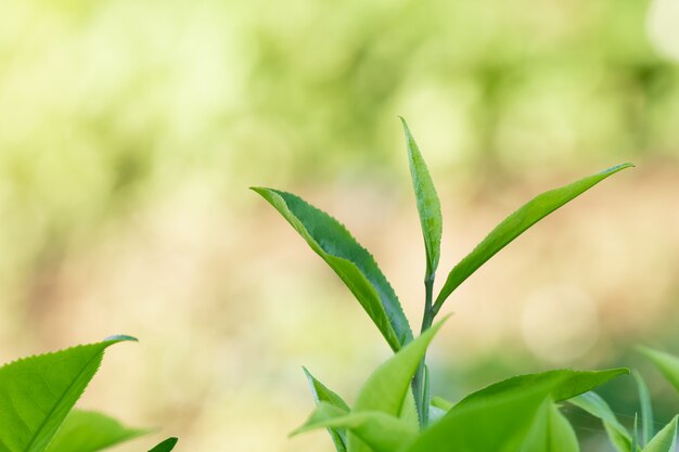 Nahaufnahme und selektiver Fokus frische grüne Teeblätter verwischen Bokeh in der Plantage