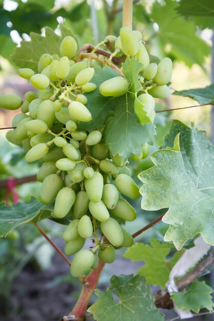 Nahaufnahme unreife grüne Weintraube im Frühsommer des Weinbergs.