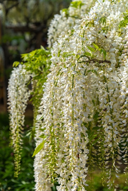 Nahaufnahme volle Blüte der weißen Wisteria-Blütenbäume blüht im Frühling