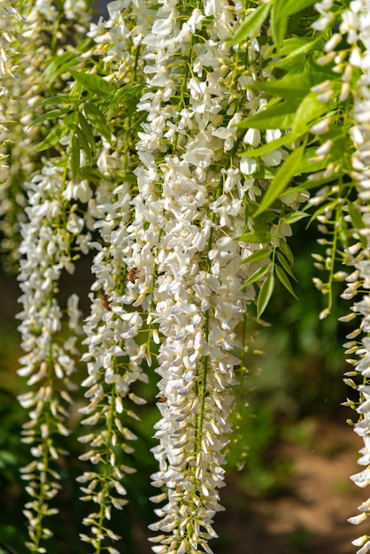 Nahaufnahme volle Blüte der weißen Wisteria-Blütenbäume blüht im Frühling