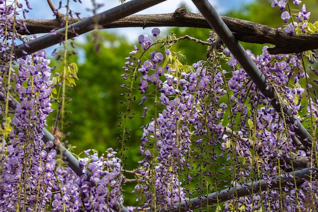 Nahaufnahme voller Blüte von lila rosa Wisteria-Blütenspalierblumen