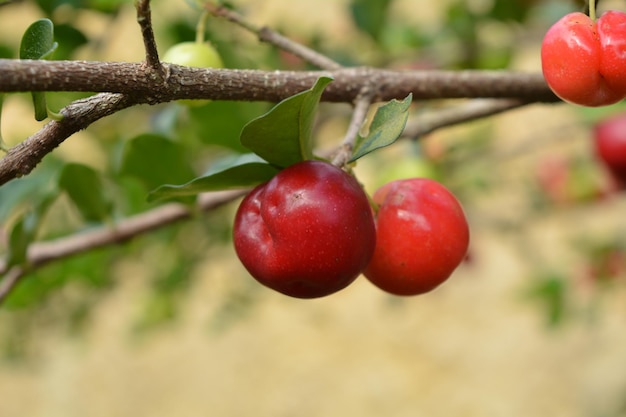 Foto nahaufnahme von äpfeln auf einem baum