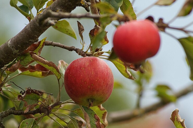 Foto nahaufnahme von äpfeln auf einem baum