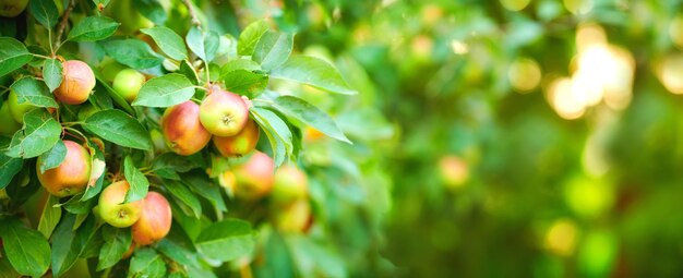 Nahaufnahme von Äpfeln, die an einem sonnigen Tag im Freien auf einem Baum in einem nachhaltigen Obstgarten wachsen Saftiger, nahrhafter und frischer Bio-Obstbau in einer malerischen grünen Landschaft