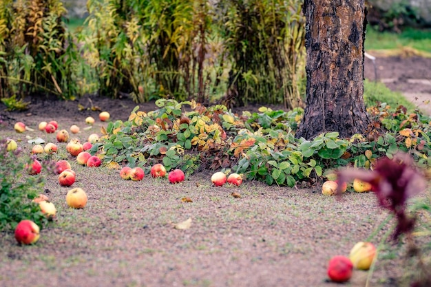 Foto nahaufnahme von äpfeln, die auf einem baum wachsen