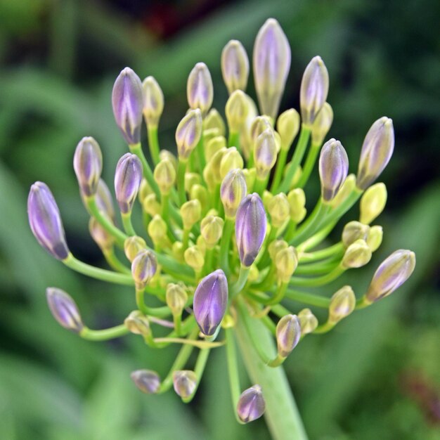 Foto nahaufnahme von agapanthus-lilienknospen