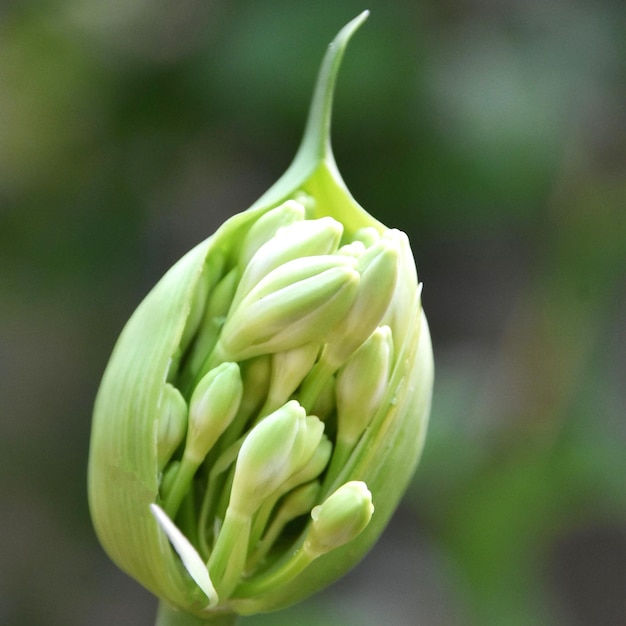 Foto nahaufnahme von agapanthus-lilienknospen