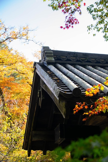 Nahaufnahme von Ahornbaumblättern im Herbst mit Farbwechsel auf Blatt in Orange, Gelb und Rot mit Hintergrund des traditionellen japanischen Schreintempeldachs