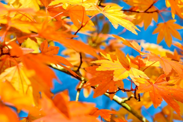 Foto nahaufnahme von ahornblättern auf der pflanze im herbst