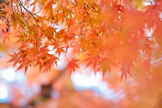 Nahaufnahme von Ahornblättern auf einem Baum im Herbst