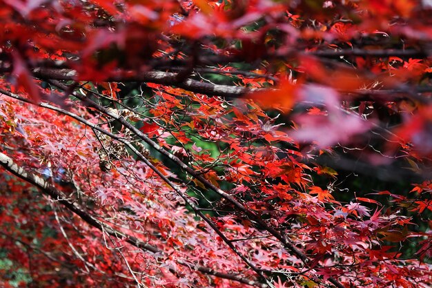 Foto nahaufnahme von ahornblättern auf einem baum