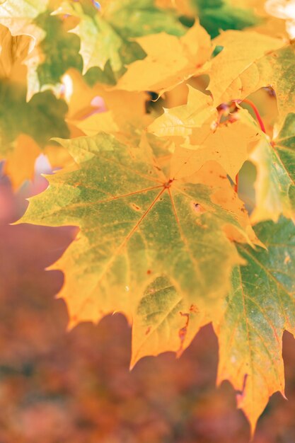 Foto nahaufnahme von ahornblättern im herbst