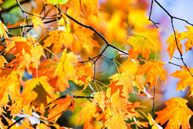 Nahaufnahme von Ahornblättern im Herbst
