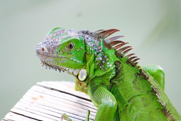 Foto nahaufnahme von ale-iguana