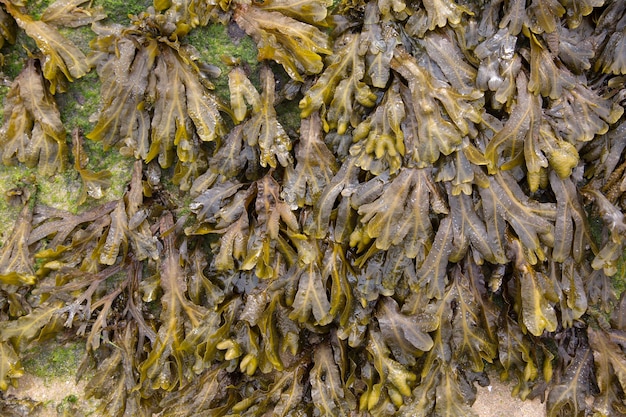 Nahaufnahme von Algen am Strand
