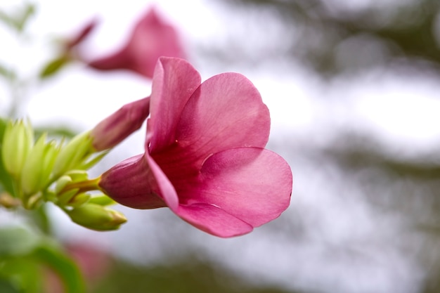 Nahaufnahme von Allamanda Cathartica