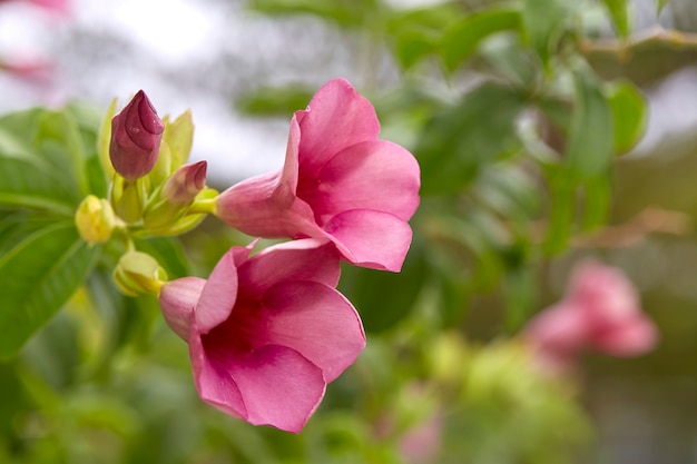 Nahaufnahme von Allamanda Cathartica