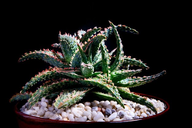 Nahaufnahme von Aloe-Hybrid-Zimmerpflanze im Pflanztopf