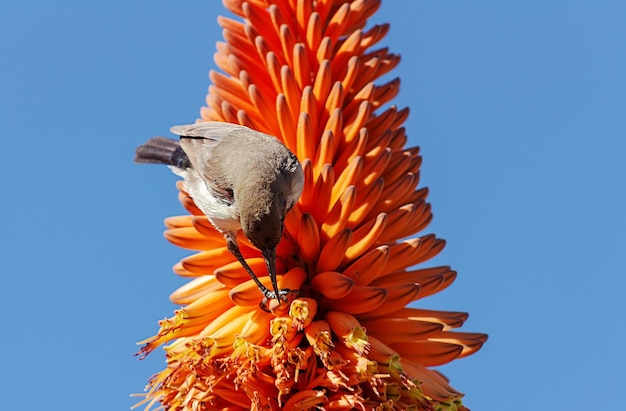 Nahaufnahme von Aloe-Orange-Blume und kleinem Vogel auf blauem Hintergrund