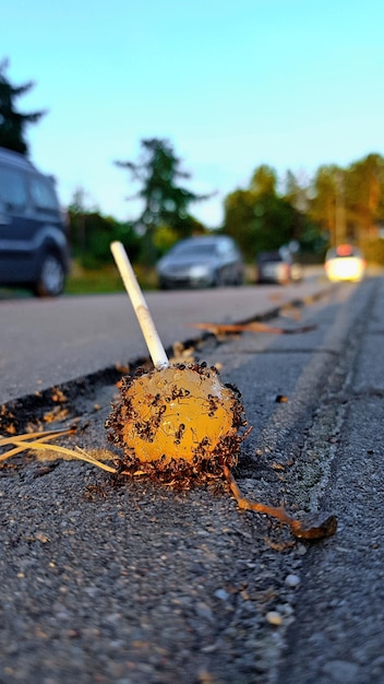 Foto nahaufnahme von ameisen auf einem lutscher