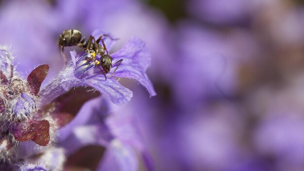 Nahaufnahme von Ameisen auf lila Blüten