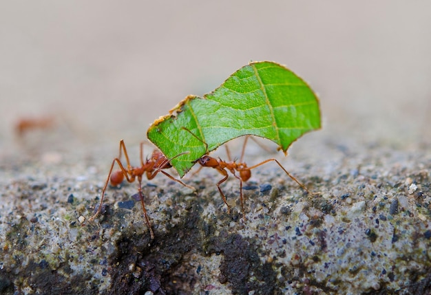Nahaufnahme von Ameisen mit Blatt auf Stein