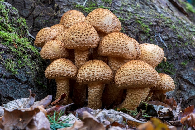 Foto nahaufnahme von an land wachsenden pilzen