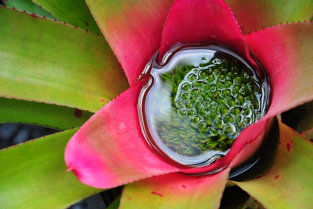 Nahaufnahme von Ananas Kern Bromelie