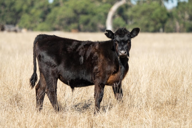 Nahaufnahme von Angus und Murray Grey Kühen, die im Sommer in Australien in einer Dürre mit trockenem Gras lange Weiden fressen