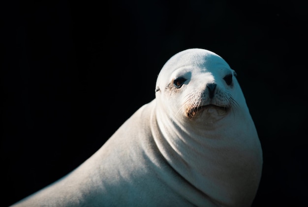Nahaufnahme von antarktischen Seehunden, Seehunden auf den Felsen, Seelöwen auf der Klippe in der Bucht von La Jolla