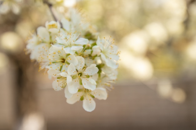 Nahaufnahme von Apfelblüten im Frühjahr.