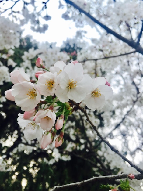 Nahaufnahme von Apfelblüten im Frühling