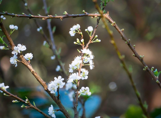 Foto nahaufnahme von apfelblüten im frühling