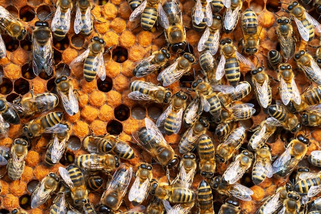 Nahaufnahme von Arbeitsbienen auf Waben. Bild der Bienenzucht und Honigproduktion