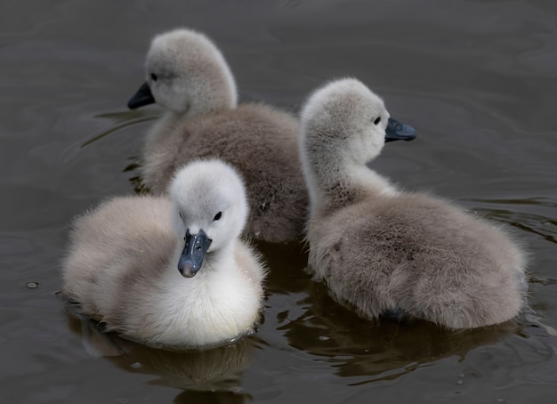 Nahaufnahme von Babyschwänen, die in einem See schwimmen