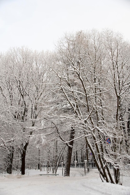 Nahaufnahme von Bäumen im Park. Schnee fiel auf die Äste der Bäume.