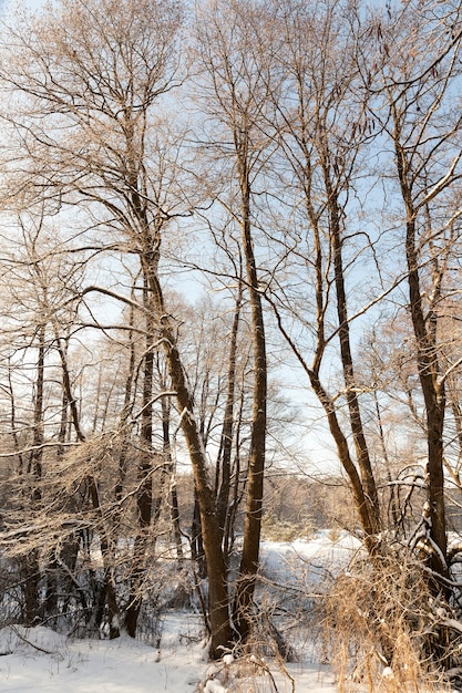 Nahaufnahme von Bäumen im Schnee