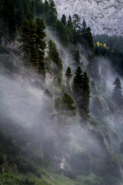 Nahaufnahme von Bäumen im Wald gegen den Himmel