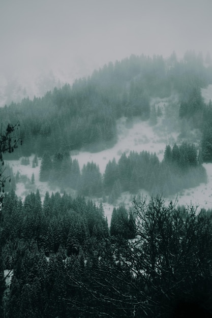 Foto nahaufnahme von bäumen im wald gegen den himmel