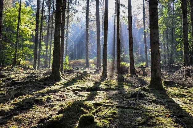 Nahaufnahme von Bäumen im Wald in Morvan, Frankreich an einem sonnigen Tag