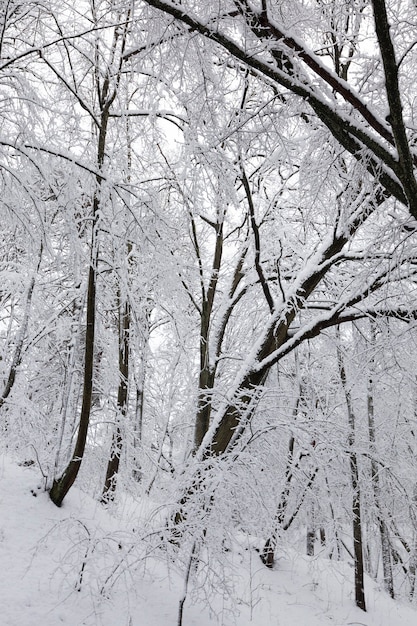 Nahaufnahme von Bäumen in der Wintersaison