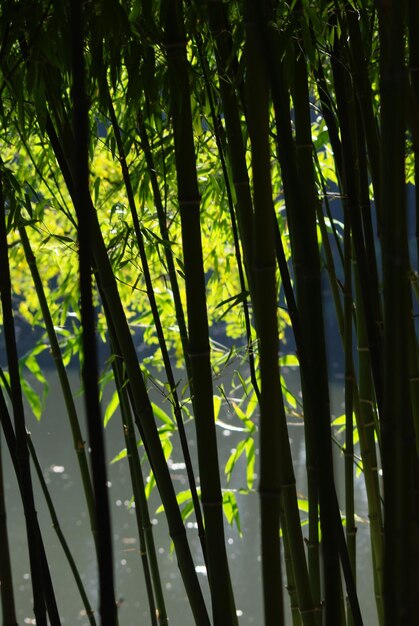 Foto nahaufnahme von bambusbäumen im wald