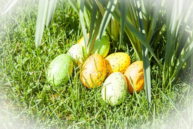 Foto nahaufnahme von bananen auf dem feld