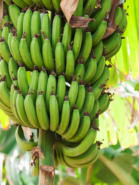 Foto nahaufnahme von bananen