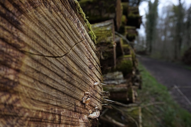 Foto nahaufnahme von baumstämmen im wald