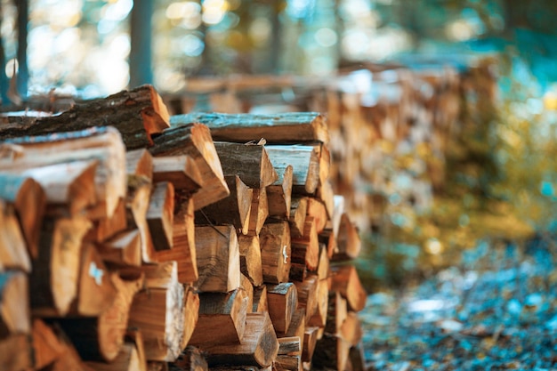 Nahaufnahme von Baumstämmen im Wald