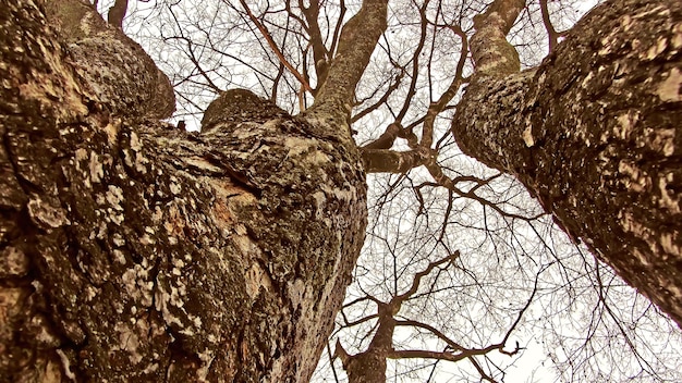 Nahaufnahme von Baumstämmen mit toten Ästen und Blättern aufgrund von Chemikalien und Entwaldungstechniken, die die globale Erwärmung und Umweltverschmutzung erhöhen