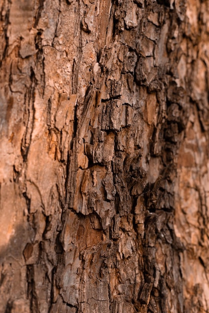 Nahaufnahme von Baumstamm mit Rindenatürliche Holzstruktur